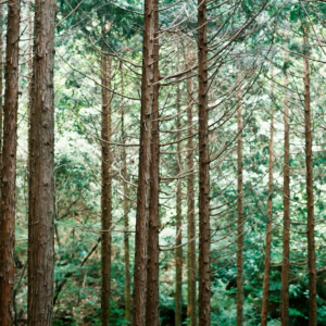 Read more about the article Generalinės prokuratūros prašoma pradėti tyrimą dėl miškų kirtimų ES saugomose buveinėse