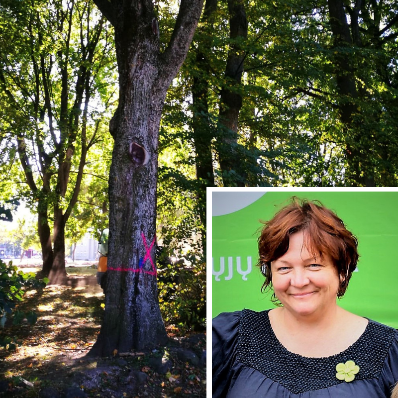 Read more about the article Dovilė Lileikienė: Jonavos centre virsta medžiai-galiūnai – ar pavyks išsaugoti kitus?