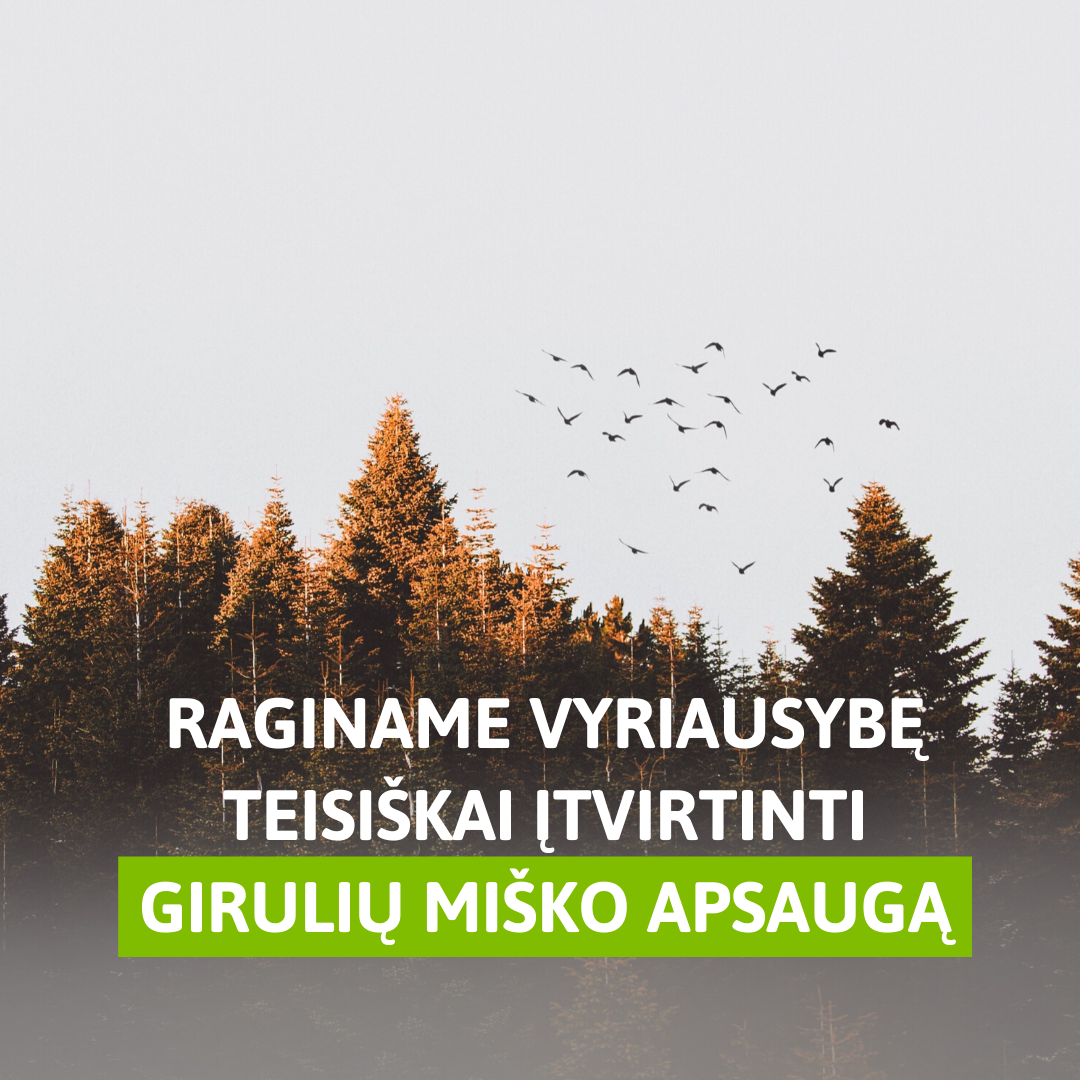 Read more about the article Vyriausybė raginama teisiškai įtvirtinti Girulių miško apsaugą