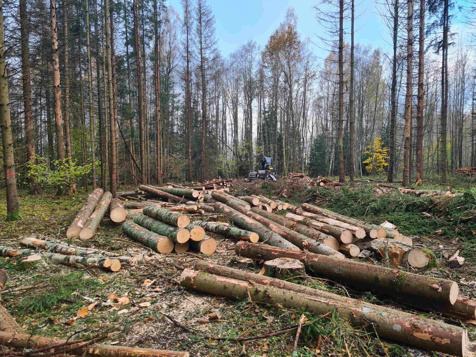 Read more about the article Žalieji kreipėsi į Generalinę prokuratūrą dėl įtartinų miško kirtimų pasienyje