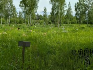 Read more about the article Dr. Svajūnas Plungė. Konteineris mirusiam šeimos nariui – ar tikrai tai geriausia, ką gali pasiūlyti Vilnius?