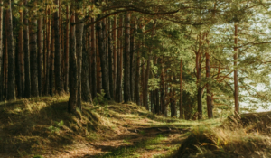 Read more about the article Žalieji ragina aiškiai įtvirtinti aplinkos atkūrimo ir kompensacijų priemones įgyvendinant Kapčiamiesčio poligoną